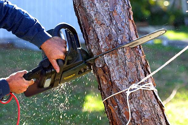 Best Seasonal Cleanup (Spring/Fall)  in Turlock, CA