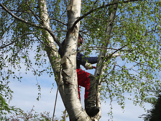  Turlock, CA Tree Services Pros