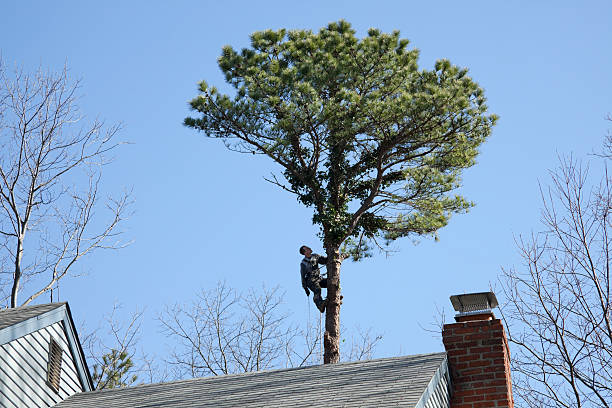 Best Tree Risk Assessment  in Turlock, CA