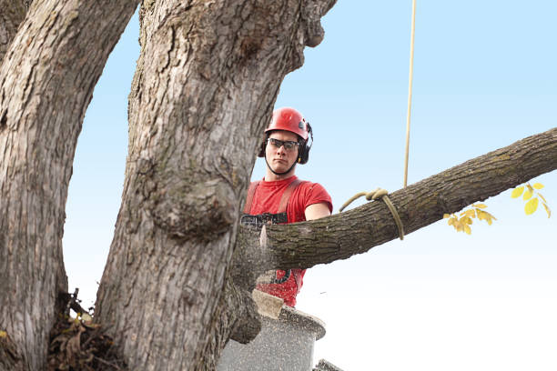 Trusted Turlock, CA Tree Services Experts